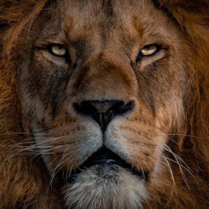 Så hanterar du härskartekniker i kundmötet!